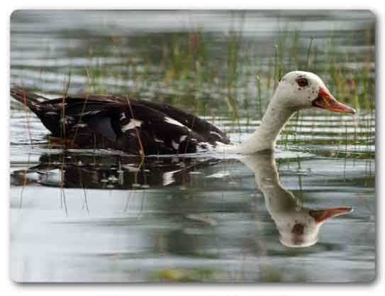  Assam State bird, White-winged duck, Asarcornis scutulata